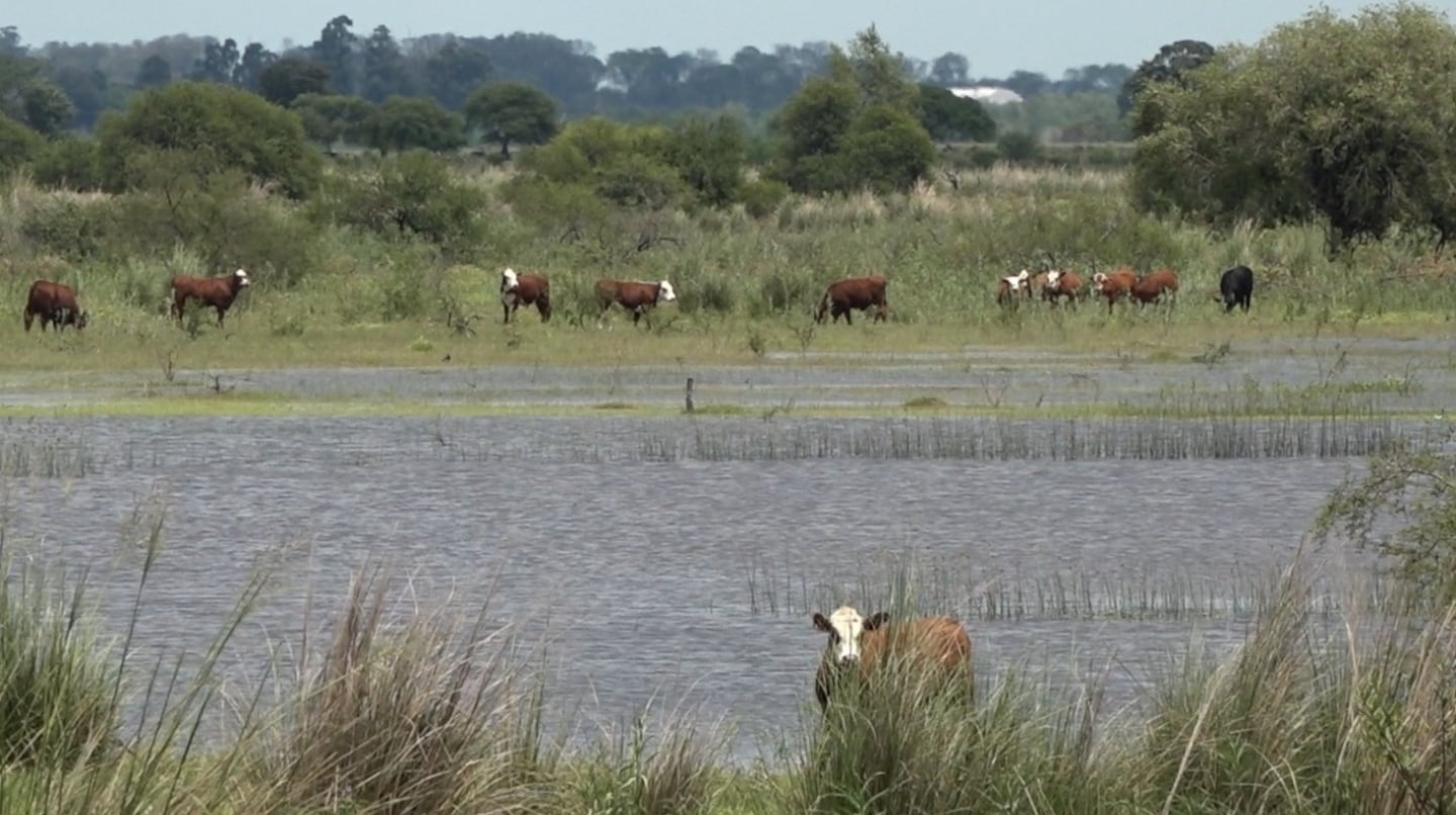 la-creciente-del-rio-parana-en-zona-de-islas-aco