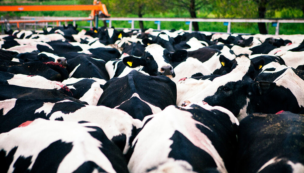 Alertan que hay cada vez menos vacas lecheras