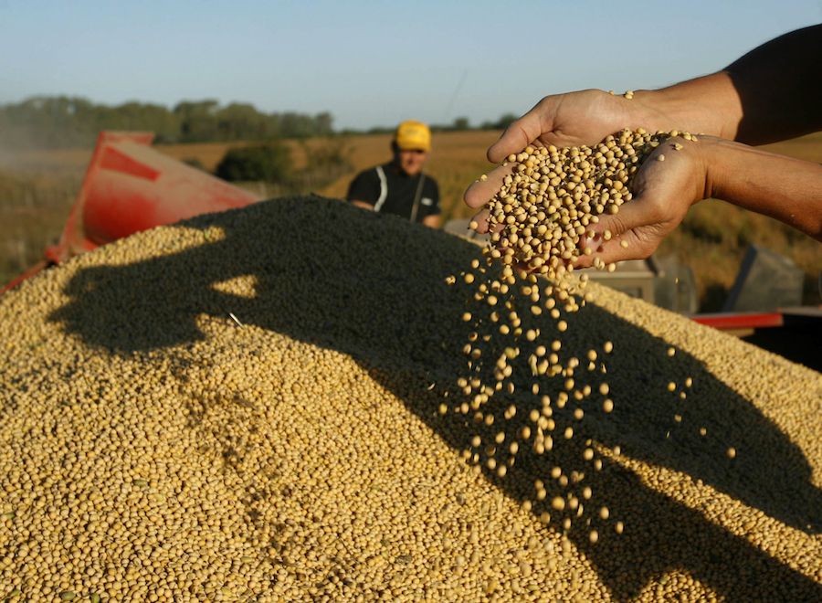 Chau 1 a 1: la soja vuelve a ganar área y la relación con las gramíneas se distancia de la paridad