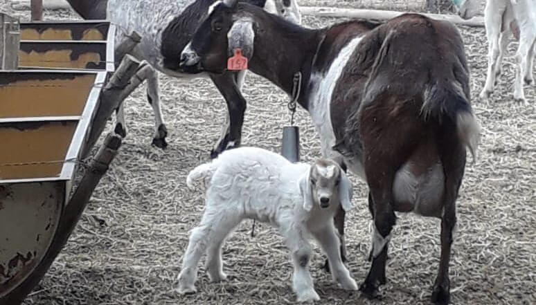 Nació en Mendoza el primer cabrito de raza criolla obtenido por semen criopreservado