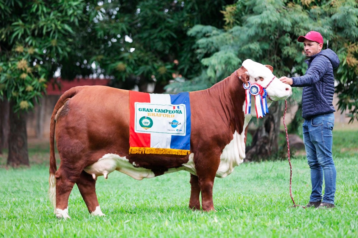 Cabaña "La Dominga" de Ischilín logró la vaca gran campeona hembra en Paraguay