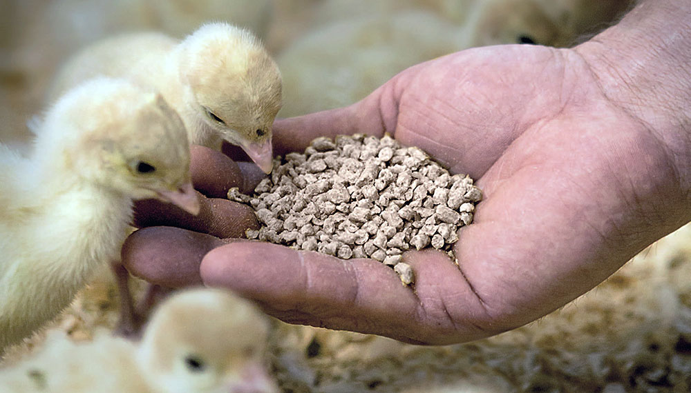 Alimentos balanceados: si no se liberan importaciones en 45 días podría haber faltantes