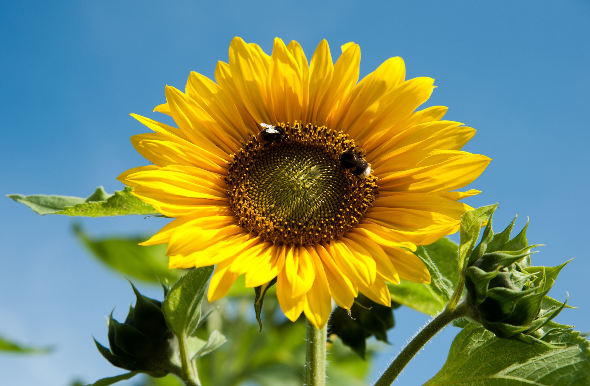 Proyectan la mayor siembra de girasol en una década
