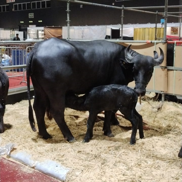 Elisir Giuseppina, la búfala que nació en la Expo Rural 2022