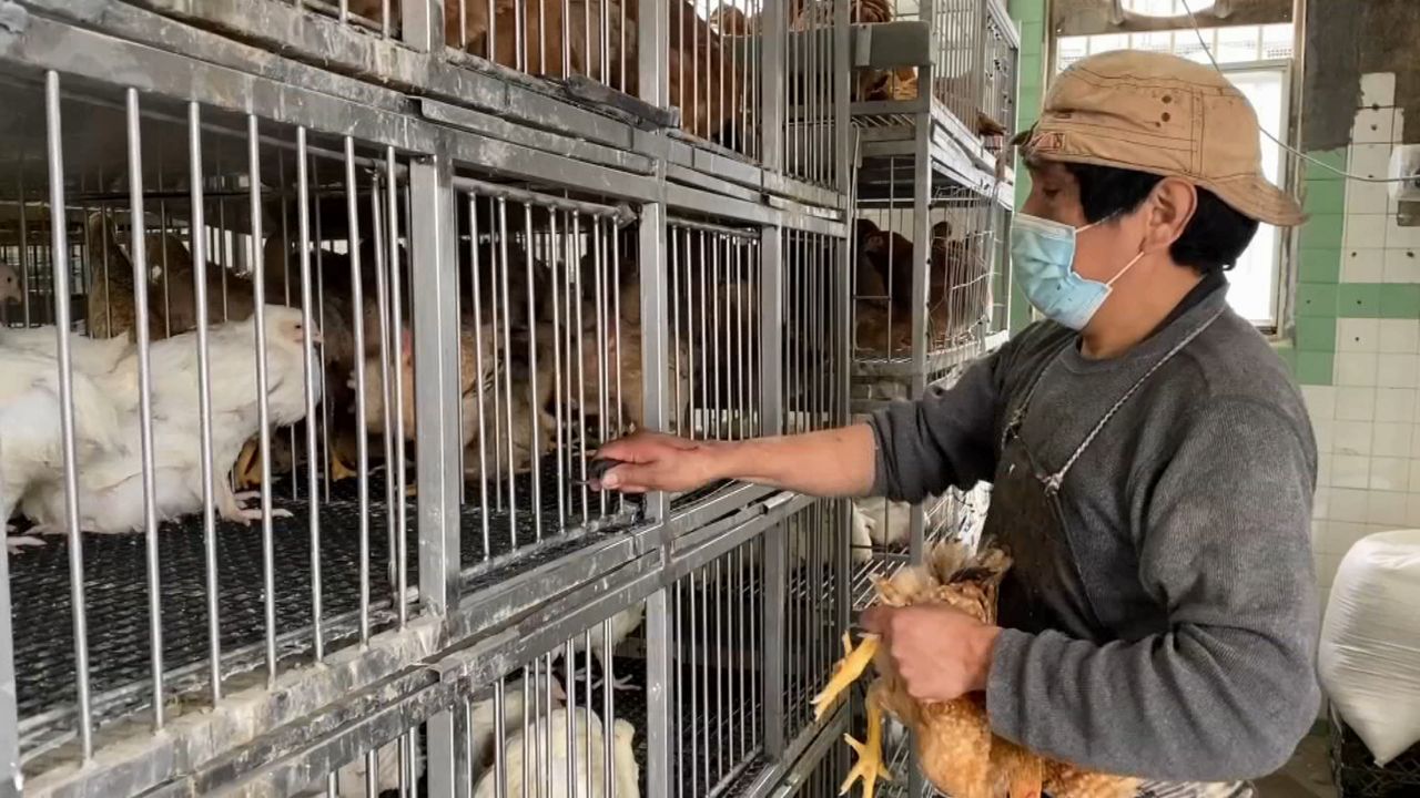 Pollo: con más consumo, mejores precios y un maíz estable, mejoran los números del negocio