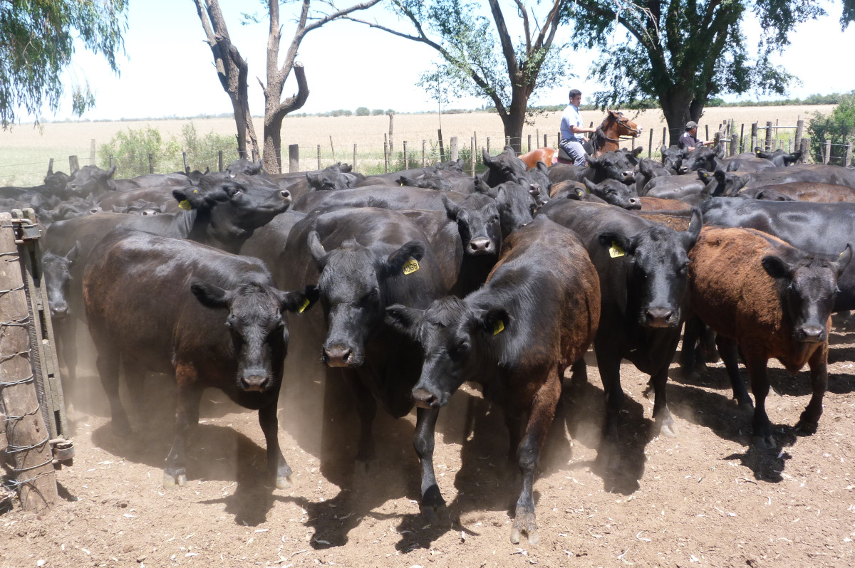 7ª Jornada Nuevos Horizontes Para la Cadena de Carne Bovina