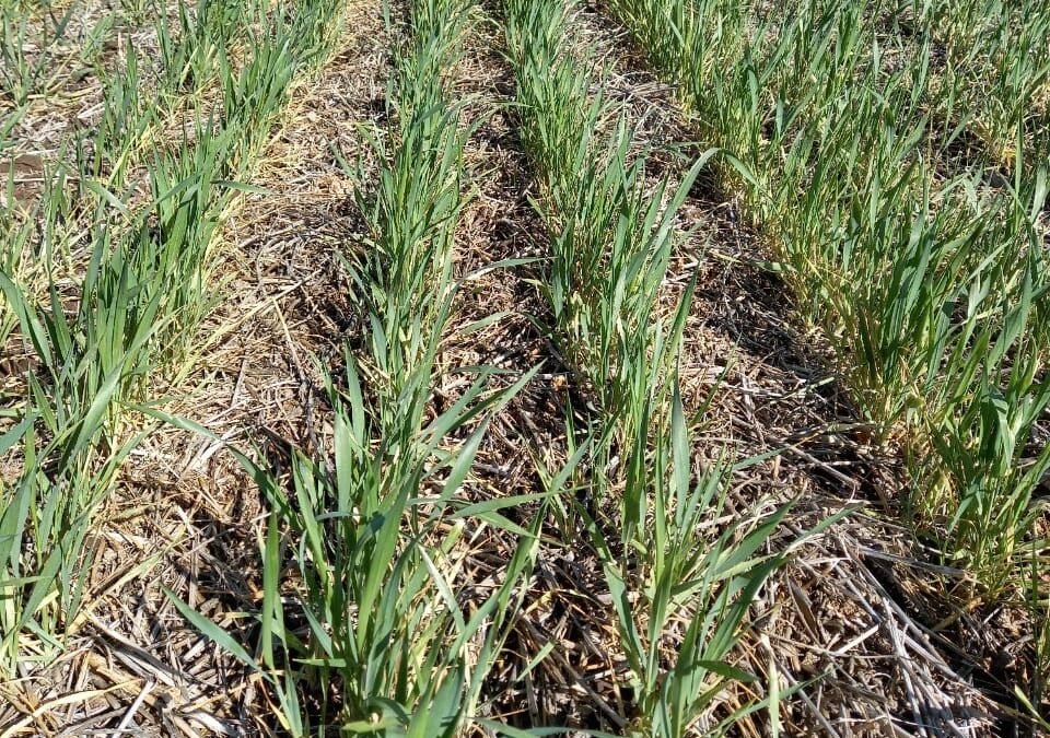 Córdoba: Más de la mitad de los lotes de trigo se encuentra en regular y mal estado