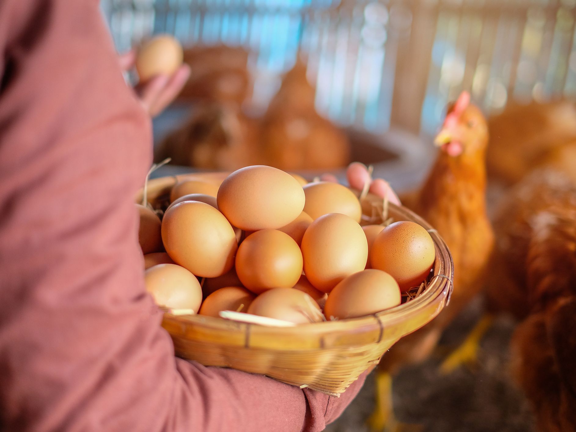 Argentina, en el “top five” de consumo de huevo a nivel global