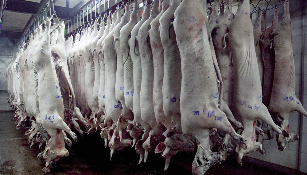 Córdoba lidera la oferta de carne de cerdo con 1,77 millones de cabezas