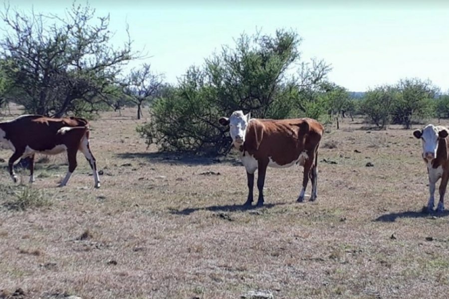 Productores advierten que por sequía "ganadería está mal, sin pasto y con mal estado de las vacas"