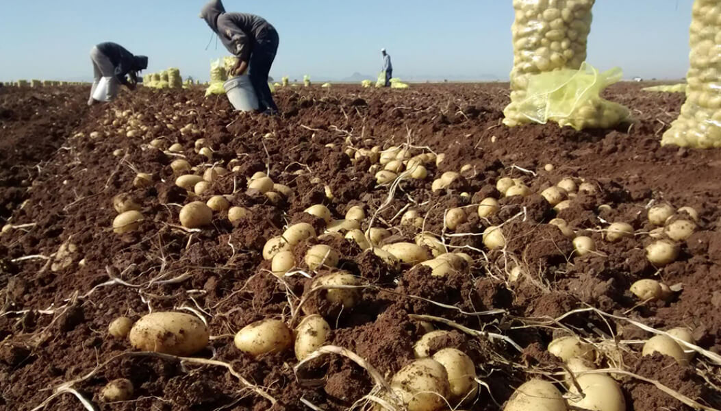Este viernes se conocerán las novedades en maquinaria agrícola y nuevas variedades de papa en "Agropapa 2022" en Córdoba