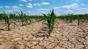 Terminó el 2022 con la primavera más seca de los últimos 35 años y con caídas del 50% en los rindes potenciales de soja de primera