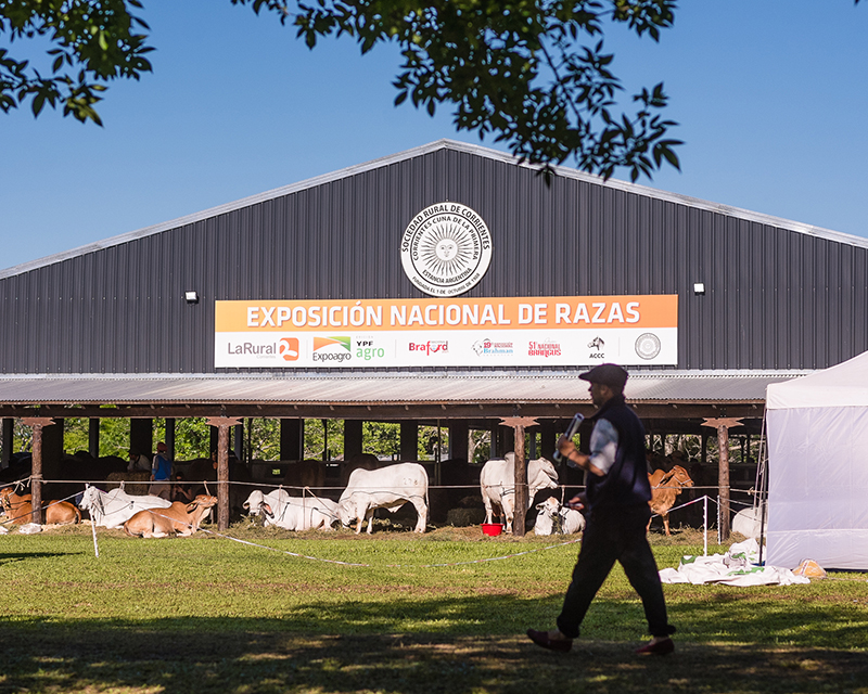 Hasta el 29 de octubre: la Exposición Nacional de Razas abrió la tranquera en la Rural de Corrientes