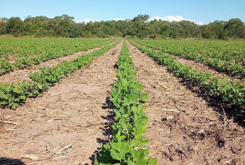 Asociados “llave en mano”, el maní se incorpora a la rotación como cultivo de alto valor