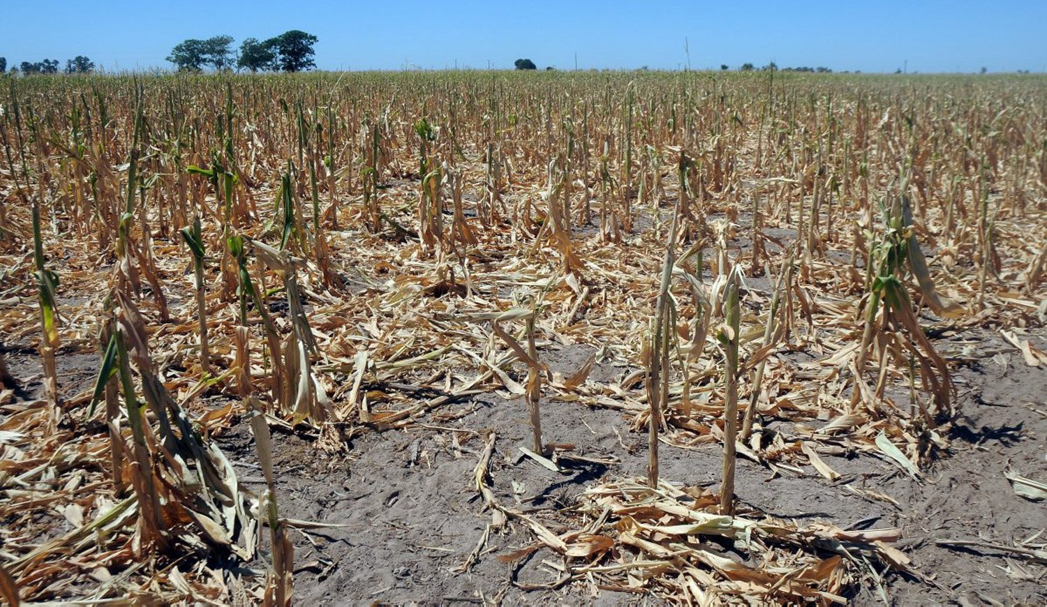 El costo de la sequía sobrepasa los US$10.425 millones y afecta las metas de crecimiento