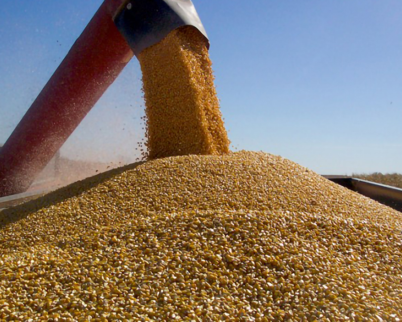 USDA: mercado de granos sin grandes subas para la soja y el maíz
