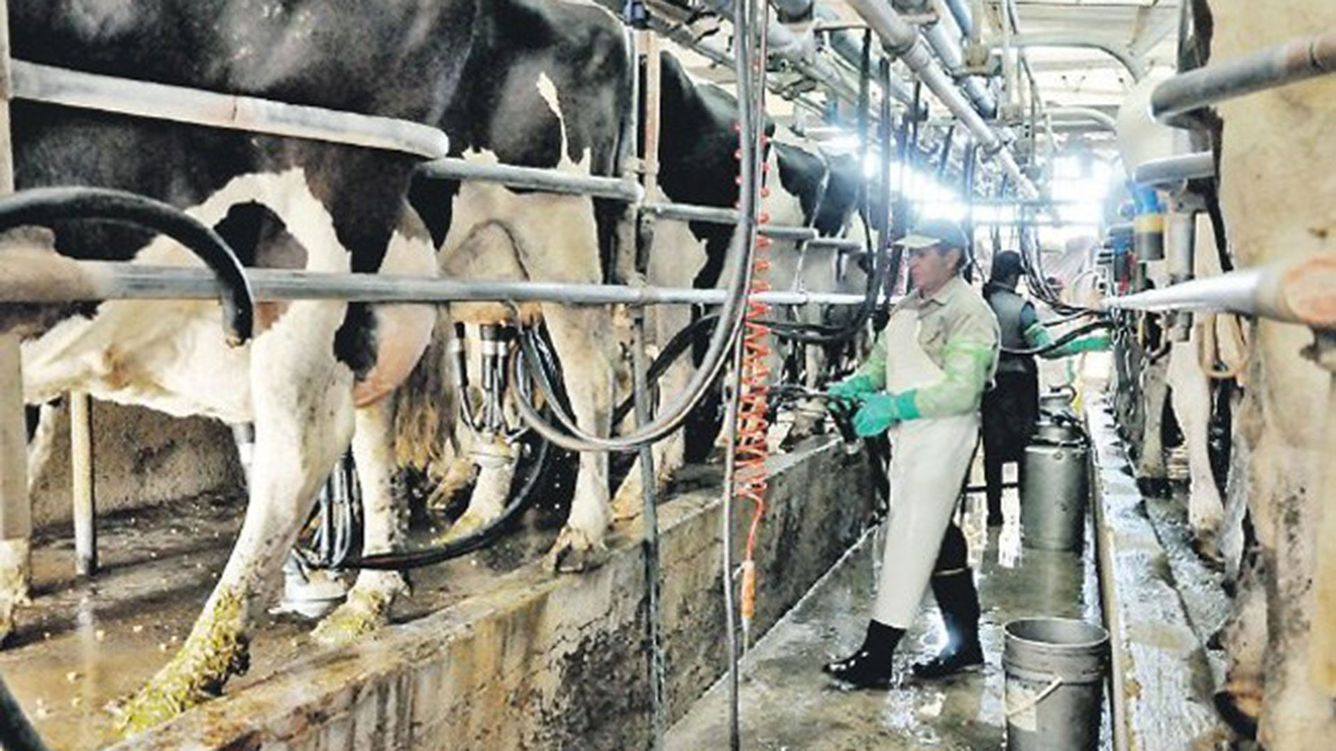 "El estado nos está dando el último empujón al abismo", dicen los productores lecheros