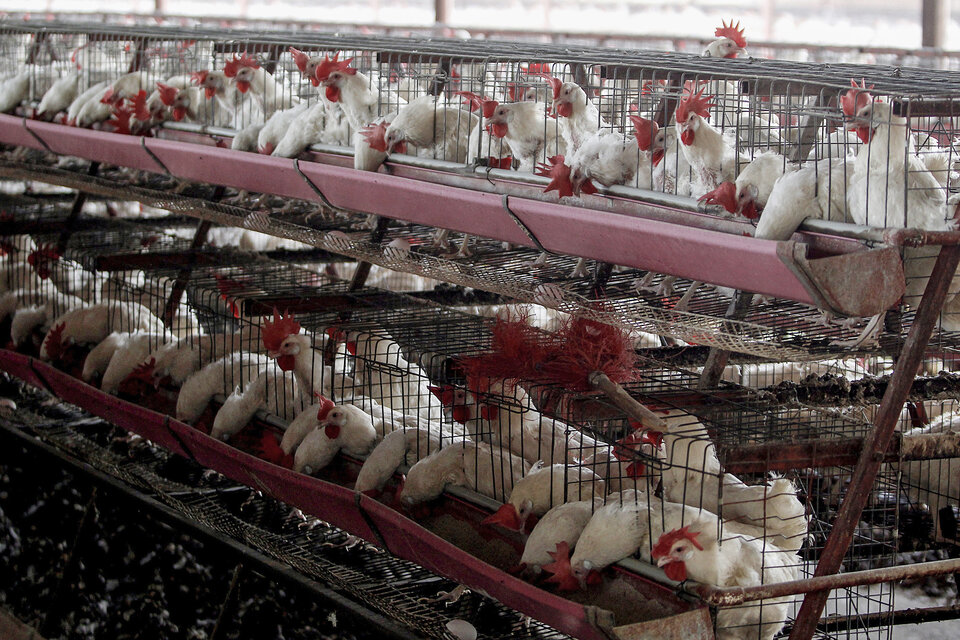 Suspensión de exportaciones por gripe aviar