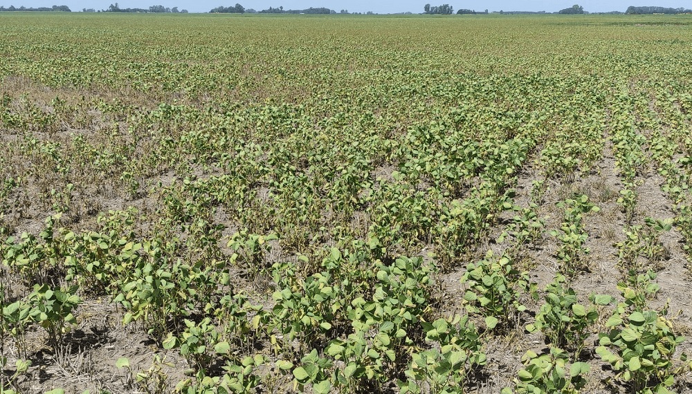 Histórico: pérdidas masivas de producción en la región núcleo
