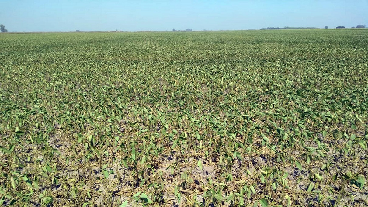 Con pérdida récord de hectáreas, se confirma la peor cosecha de soja en más de 20 años