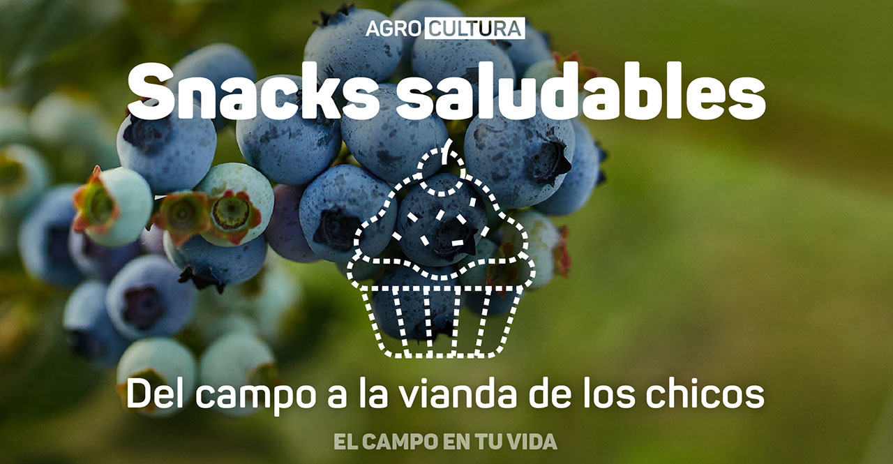 Vuelta al cole: cómo armar una vianda saludable para los chicos