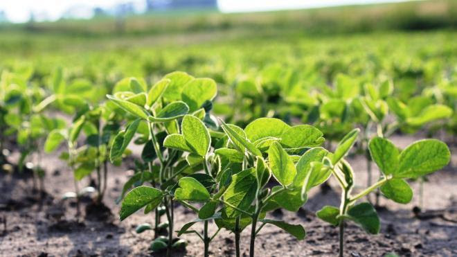 Soja: algunos números de la peor producción en 23 años