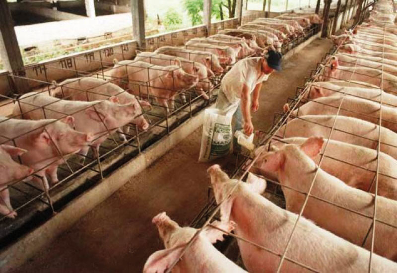 Rechazo de la Federación porcina Argentina a la creación del nuevo "dólar agro"