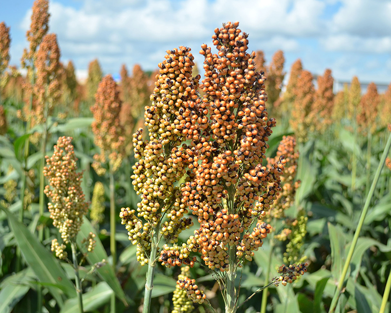 El sorgo en Córdoba logró un volumen 110% mayor a la campaña previa
