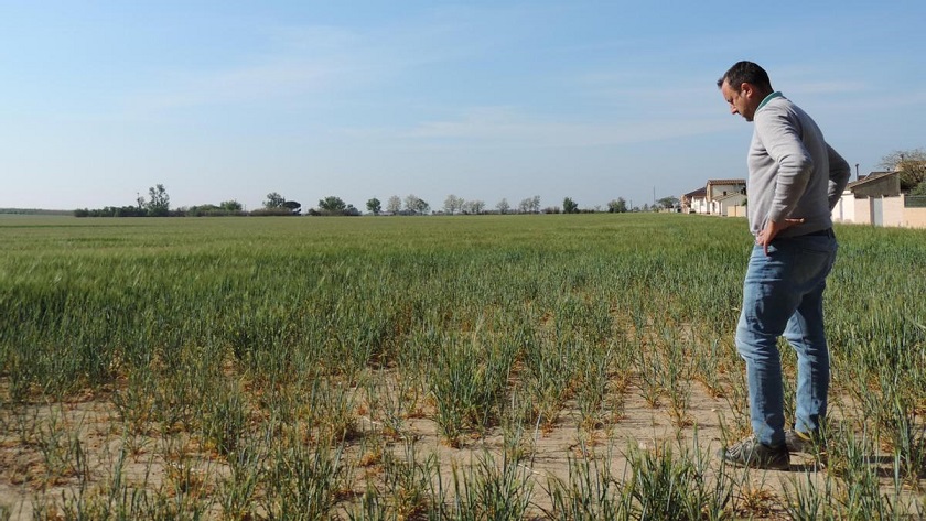 Cobertura de Los Agusti. La sequía golpea el campo de Lleida: “Tiraremos la cosecha, ya solo queda salvar los árboles”
