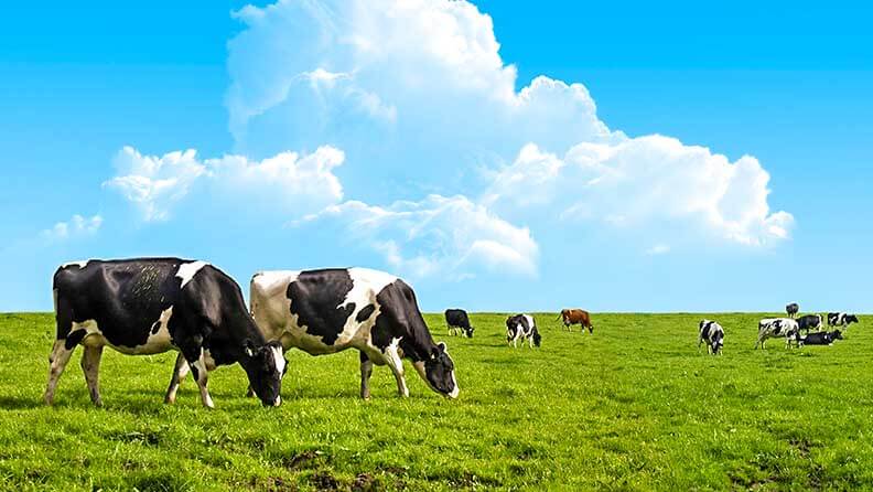 ROSGAN: la faena de hembras aumentó 28,5% y es similar a la liquidación de vientres de 2009