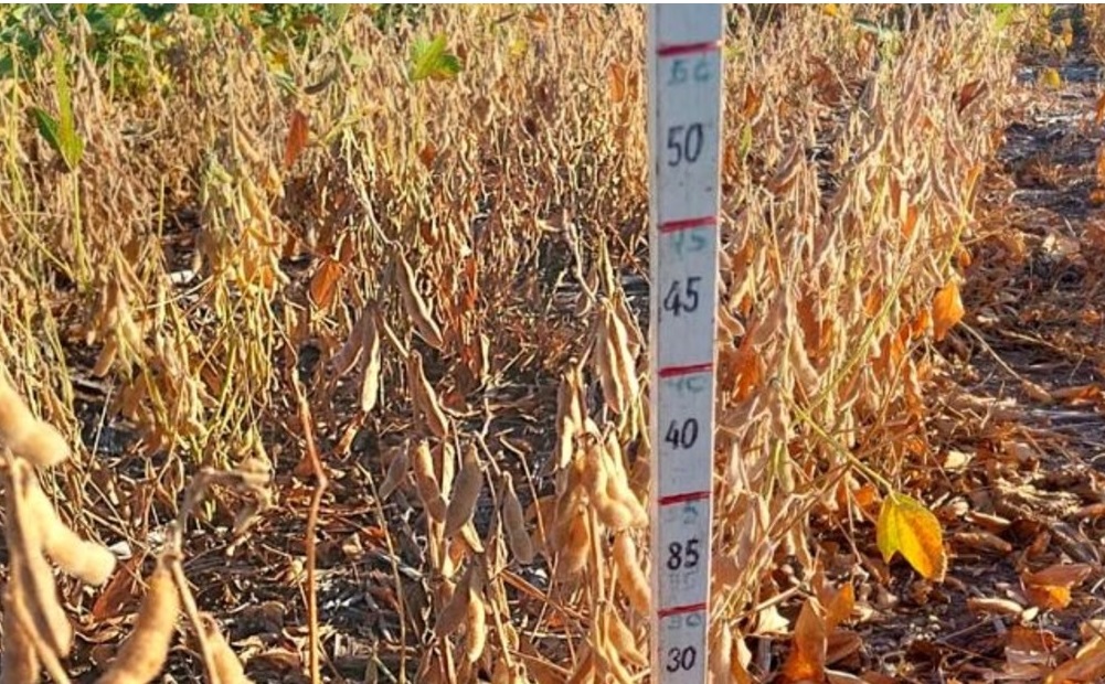 Las pérdidas en soja superan el 70% interanual en la zona núcleo de producción