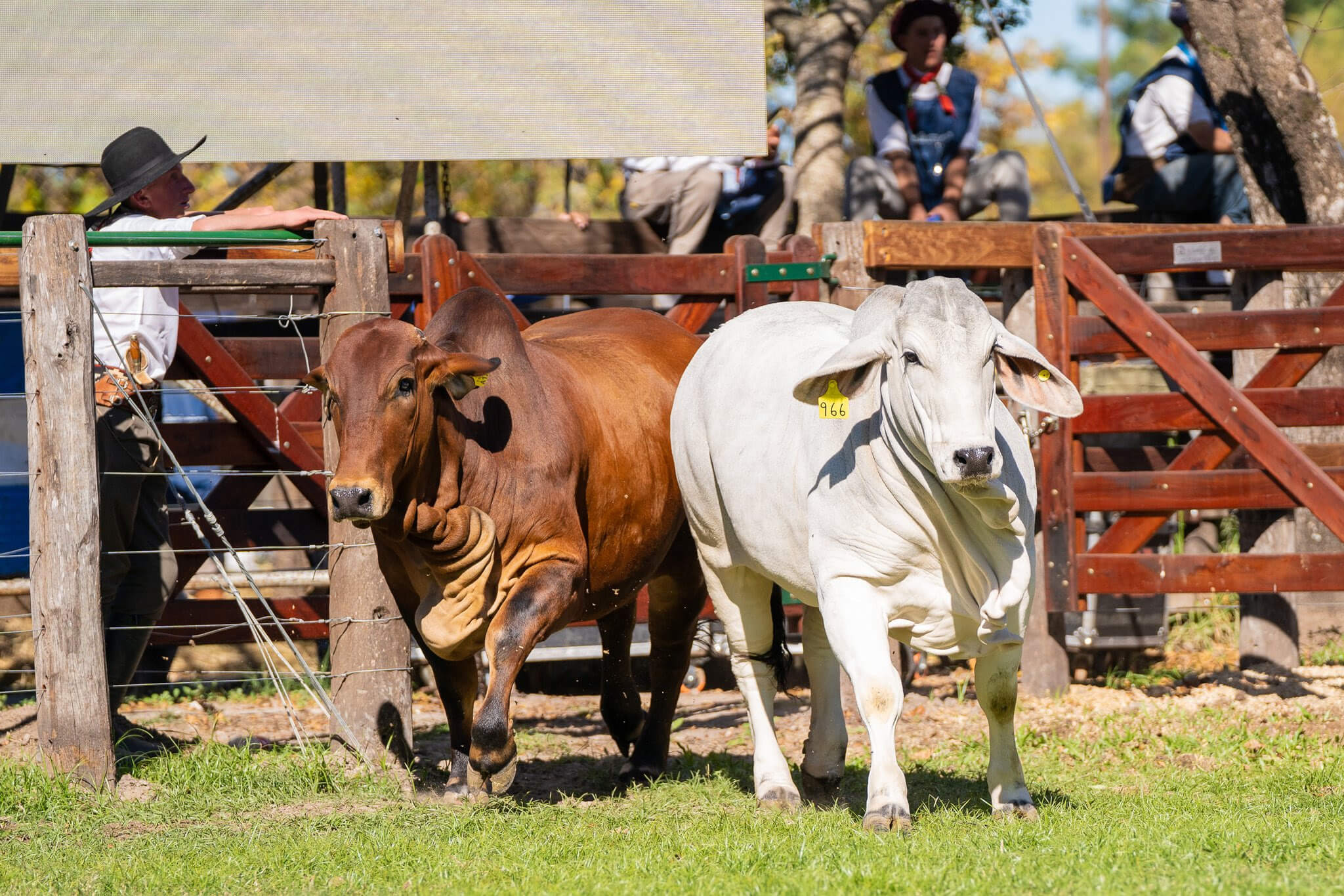 La Exposición Nacional Brahman consagró a dos cabañas de Santa Fe