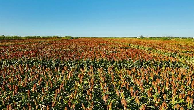 Congreso Maizar: el maíz y el sorgo, en el centro del camino para agregar valor