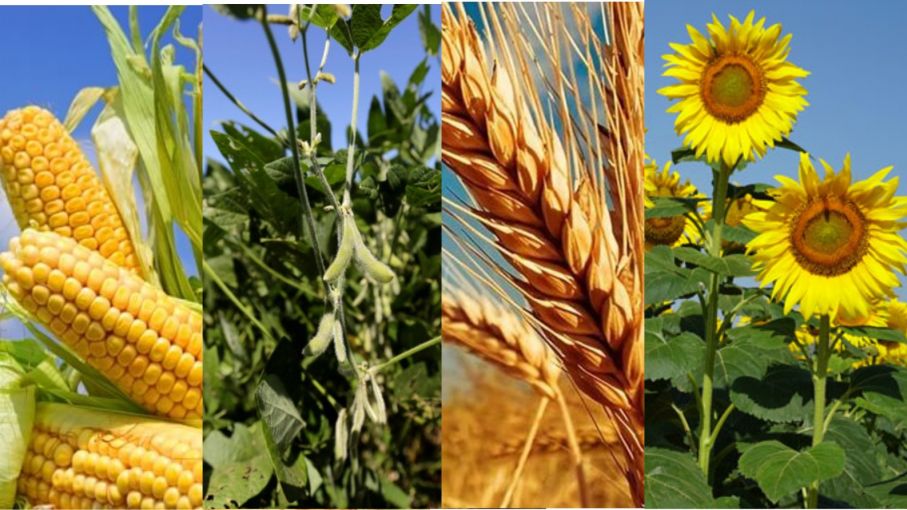 Las 4 cadenas de soja, trigo, maíz y girasol se pronunciaron en contra de las retenciones