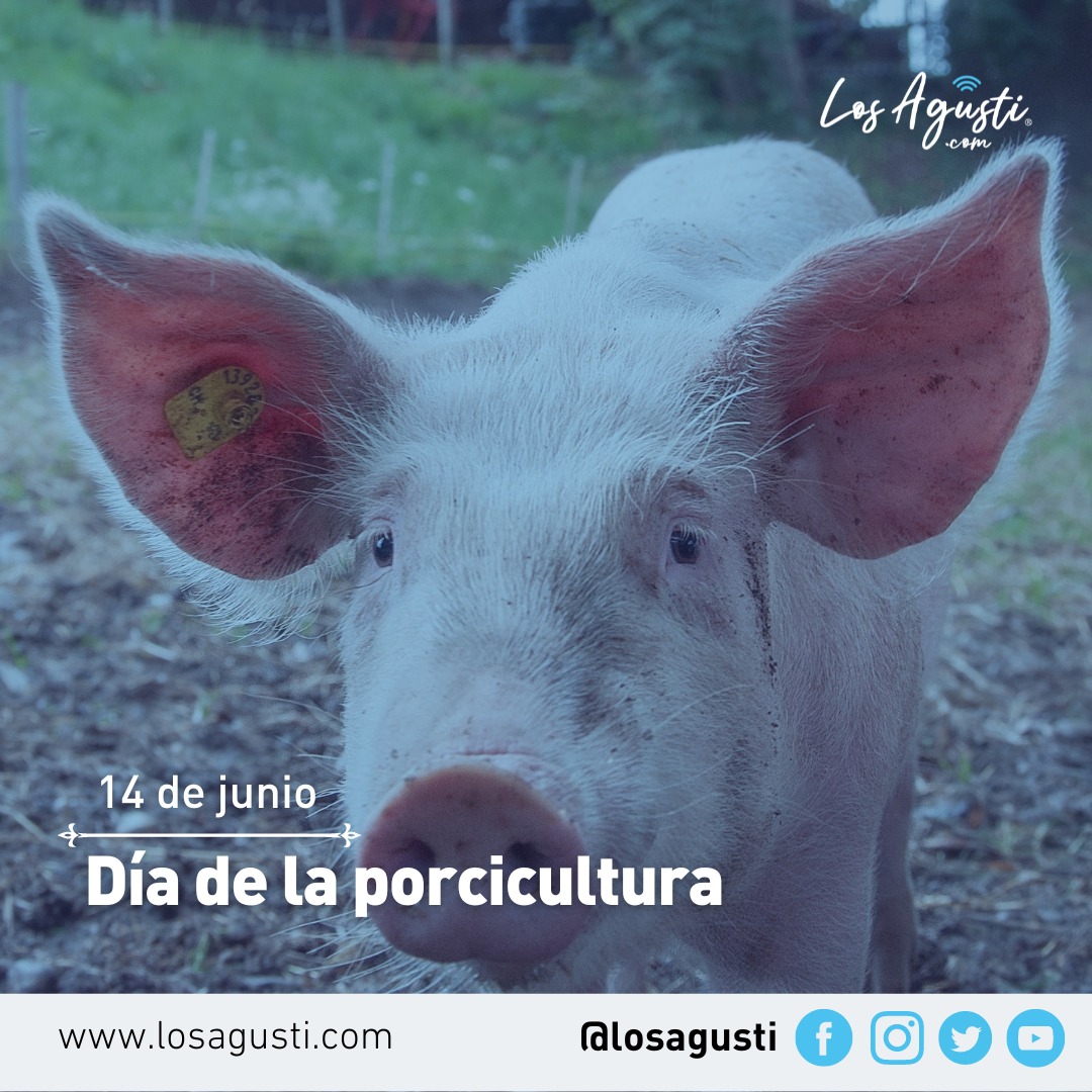 Hoy es el día de la porcicultura en la Argentina