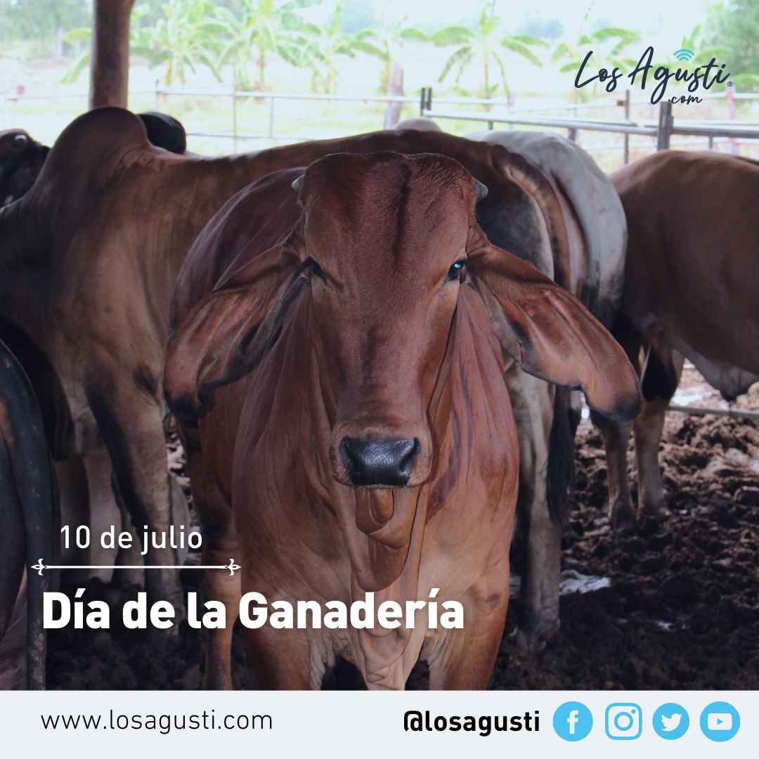 Hoy se celebra el Día de la Ganadería