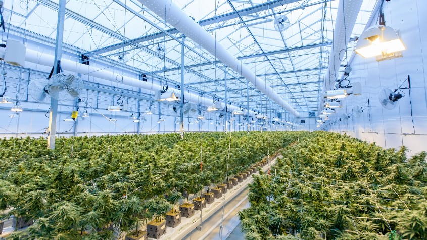 Reglamentó el Gobierno la ley para el desarrollo del cannabis y el cáñamo industrial