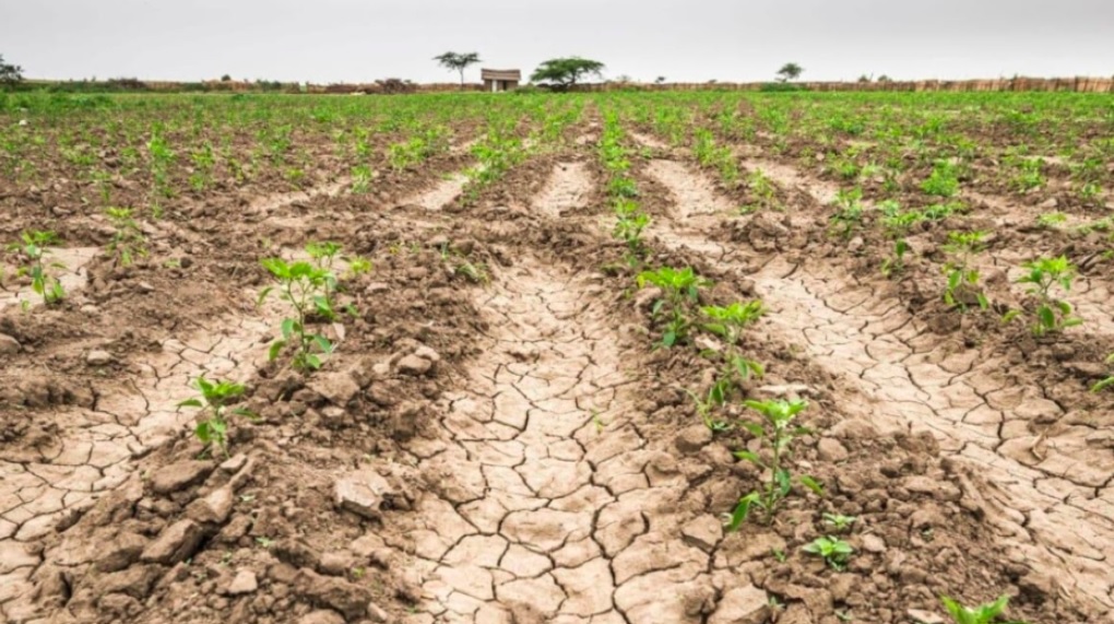 La sequía en el oeste de Argentina es alarmante, pero "El Niño" muestra mejores señales y enciende la esperanza