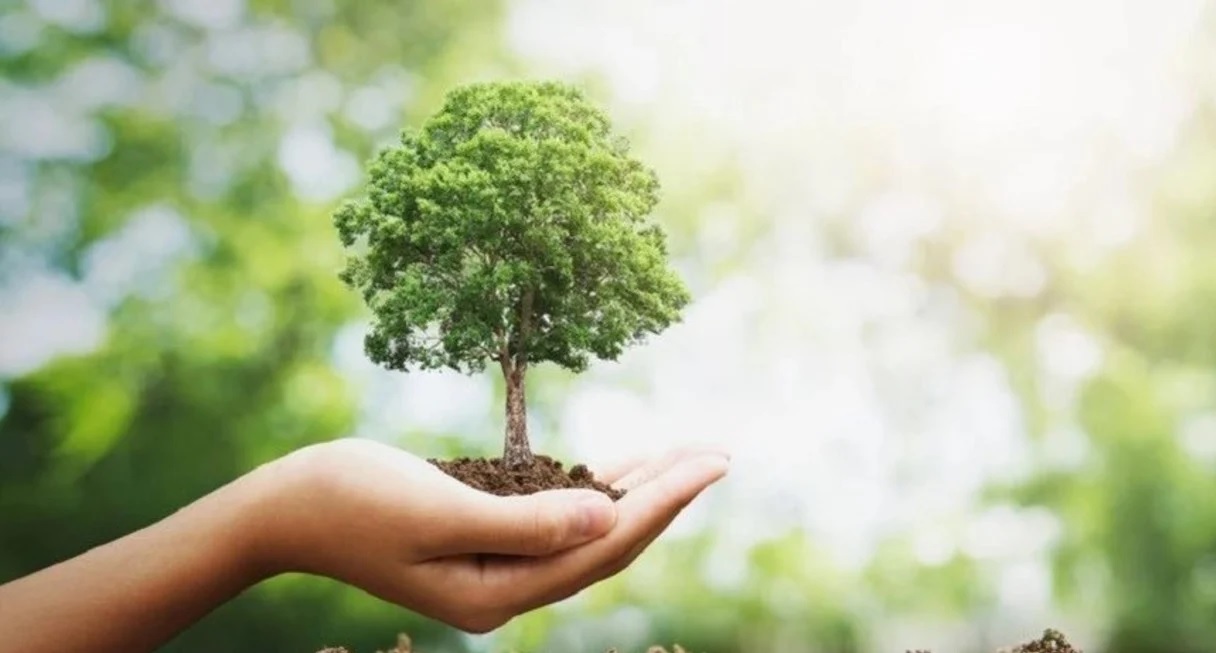 ¿El árbol nos está tapando el bosque?