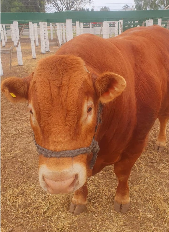 Un torito llamado “Sunami”, el primer animal en ingresar a la 76° Expo Rural de Jesús María