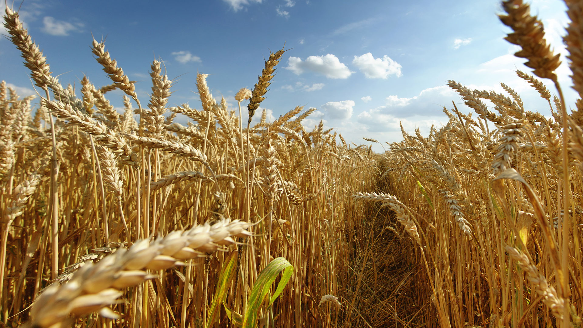 Trigo: las lluvias “cambiaron el escenario” y hay entusiasmo de los productores