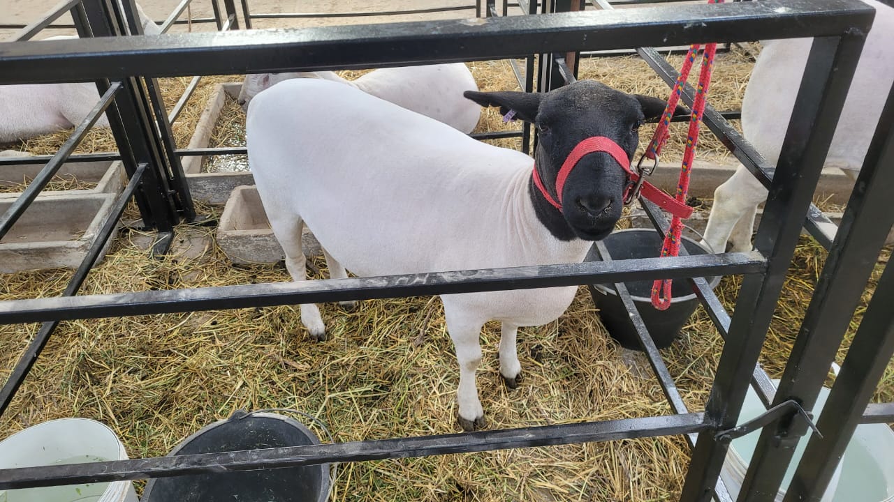 Más de 40 mil personas participaron de la Expo Rural de Jesús Maria