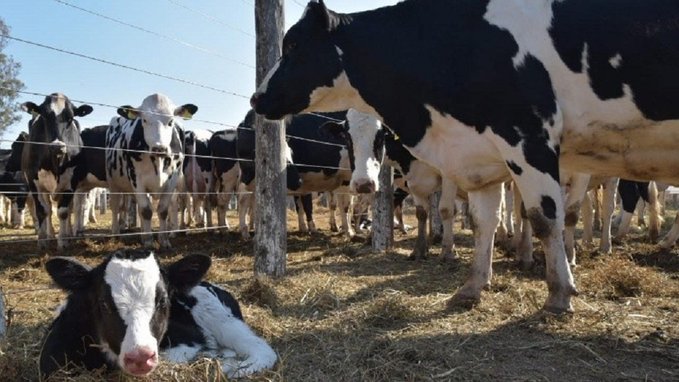 "El Gobierno ejerce una política tributaria “irracional” que pone en jaque a los tambos", denuncia la Sociedad Rural de Rosario