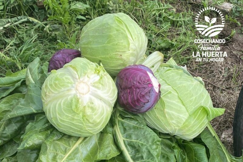 Cerró la inscripción y arranca la etapa de distribución del programa La Huerta en tu Hogar