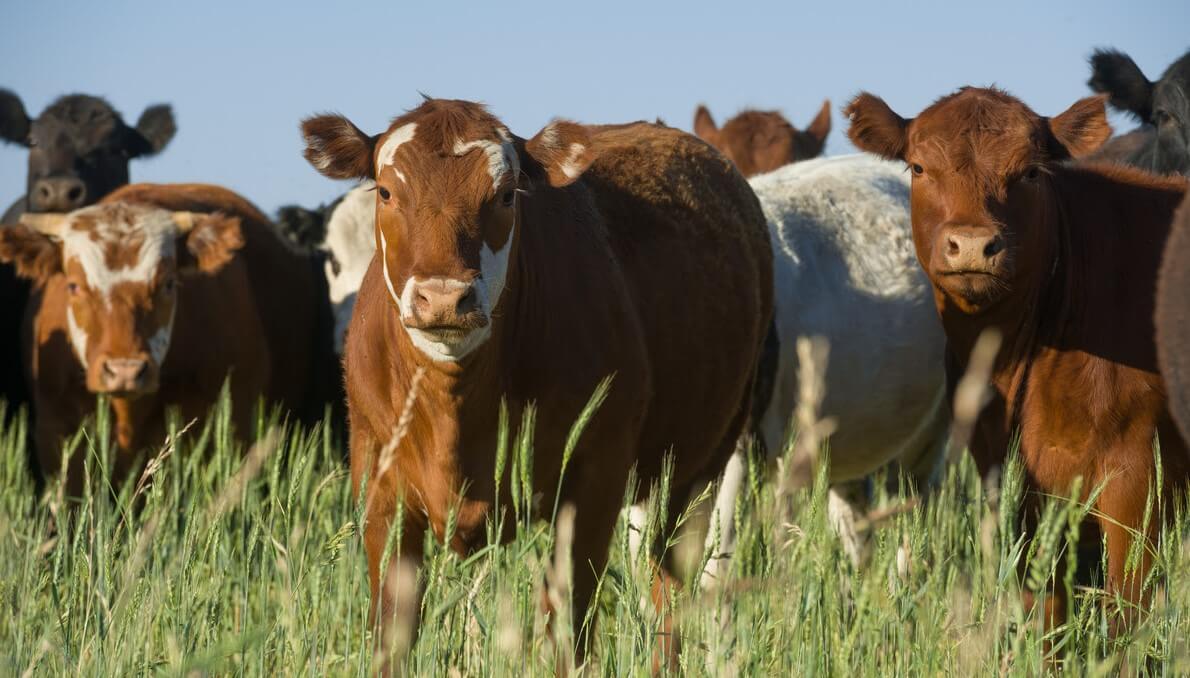 Advierten que la faena de vacas llega al 50% del total