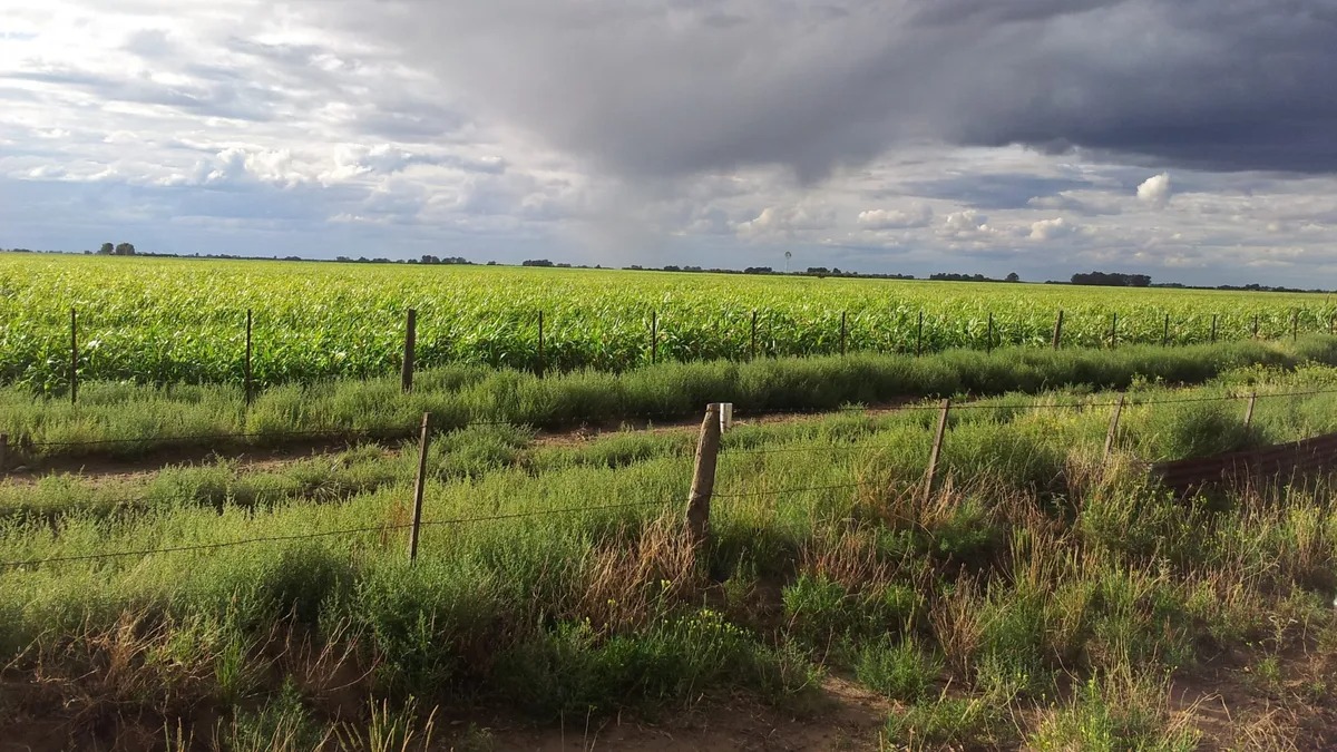 Con las elecciones llegaron las lluvias y traen alivio a la zona núcleo