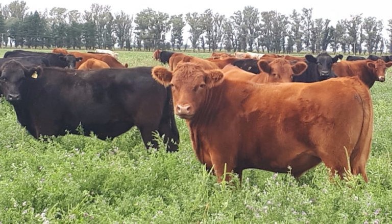 CARBAP rechaza y repudia cualquier intervención en el Mercado Agroganadero de Cañuelas