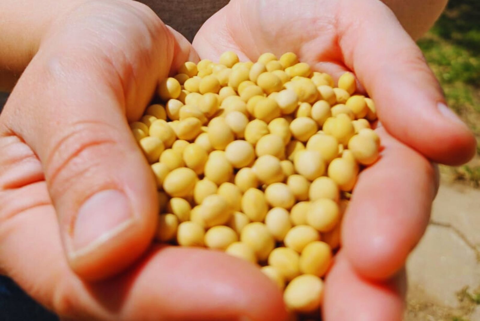 El INTA describió el genoma completo de una variedad de soja No OGM
