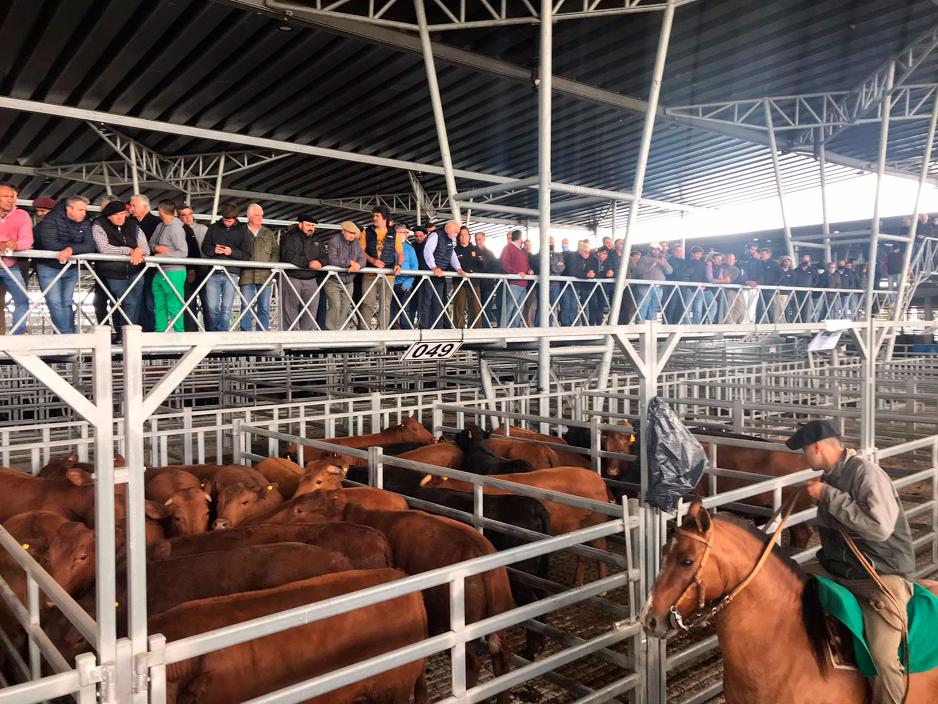Ganaderia: "la sequía en algunos lugares no se cortó y en los que llovió todavía se sienten los efectos" dice el informe de Zorraquin Meneses