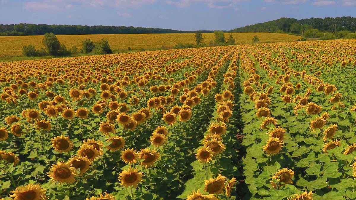 Reclaman fin de retenciones al grano de girasol